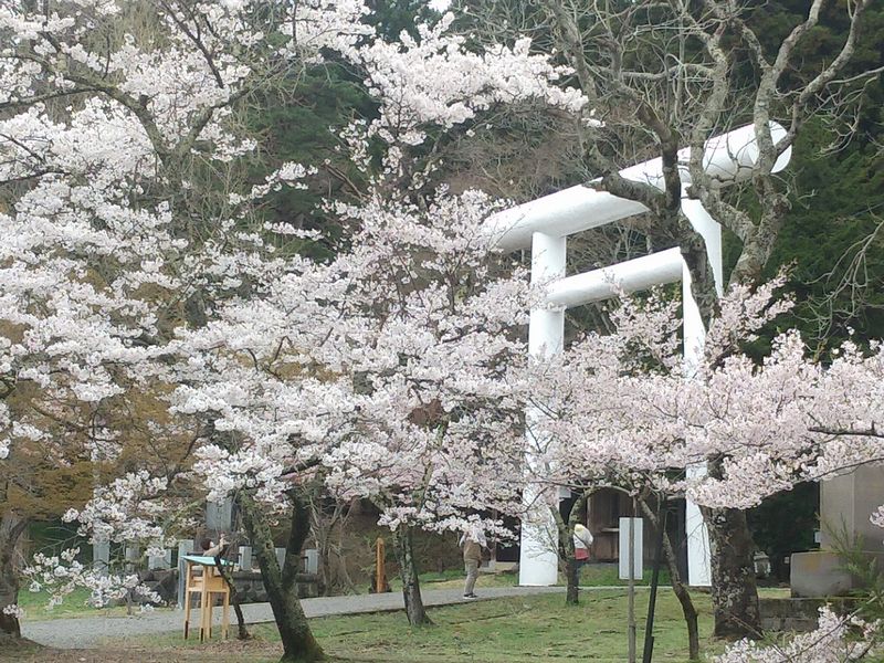 福島猪苗代町 土津神社の桜